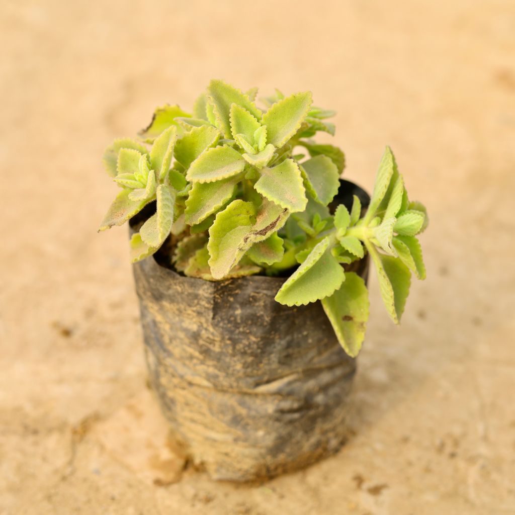 Buy Ajwain / Carrom Seed Plant in 4 Inch Nursery Bag Online | Urvann.com Ajwain / Carrom Seed Plant in 4 Inch Nursery Bag