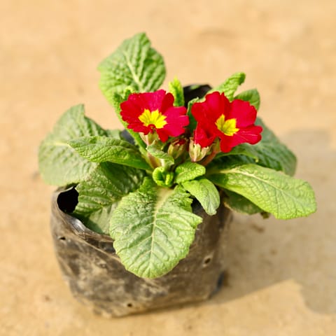 Primula Rosea / Primrose (any colour) in 4 Inch Nursery Bag