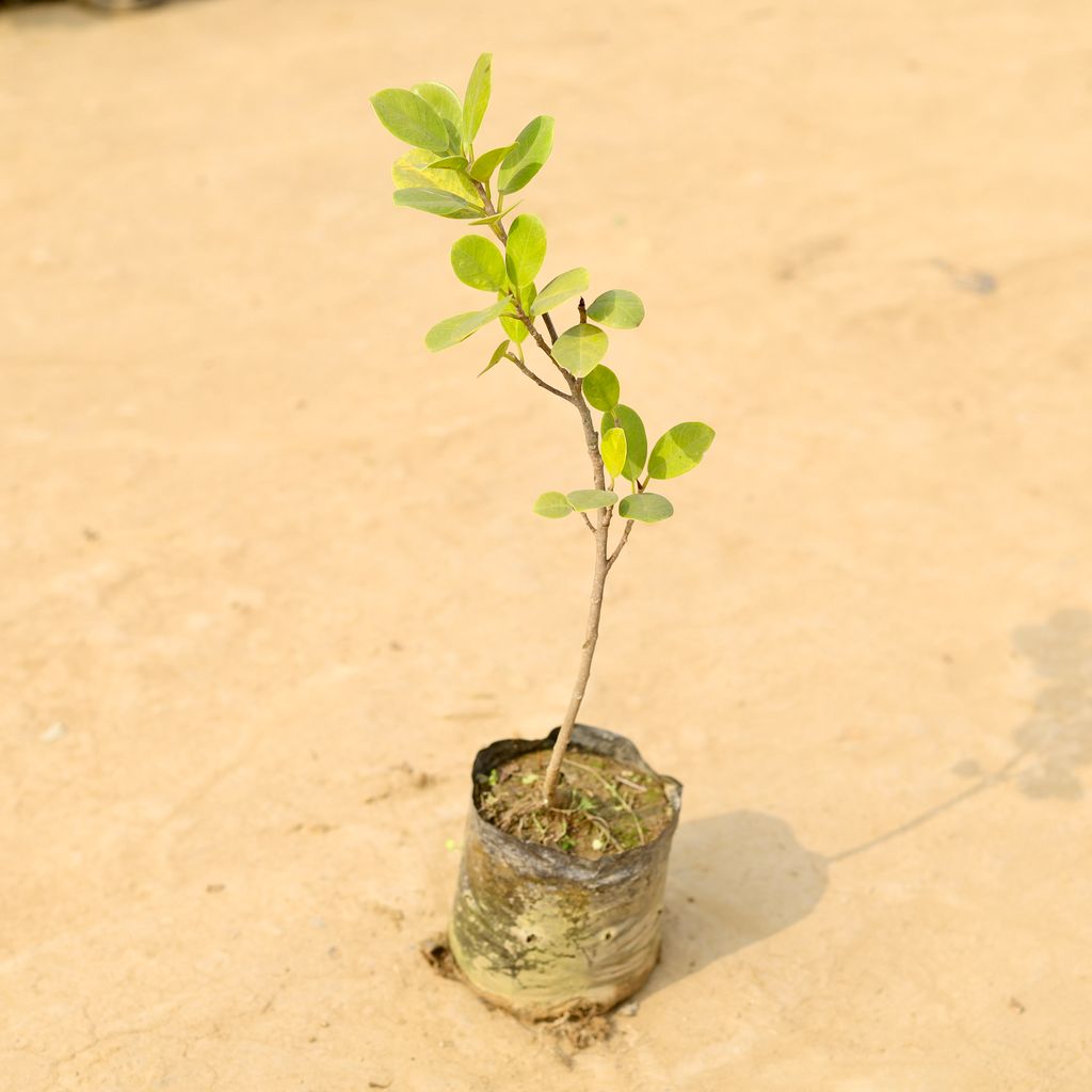 Ficus Long Island in 4 Inch Nursery Bag