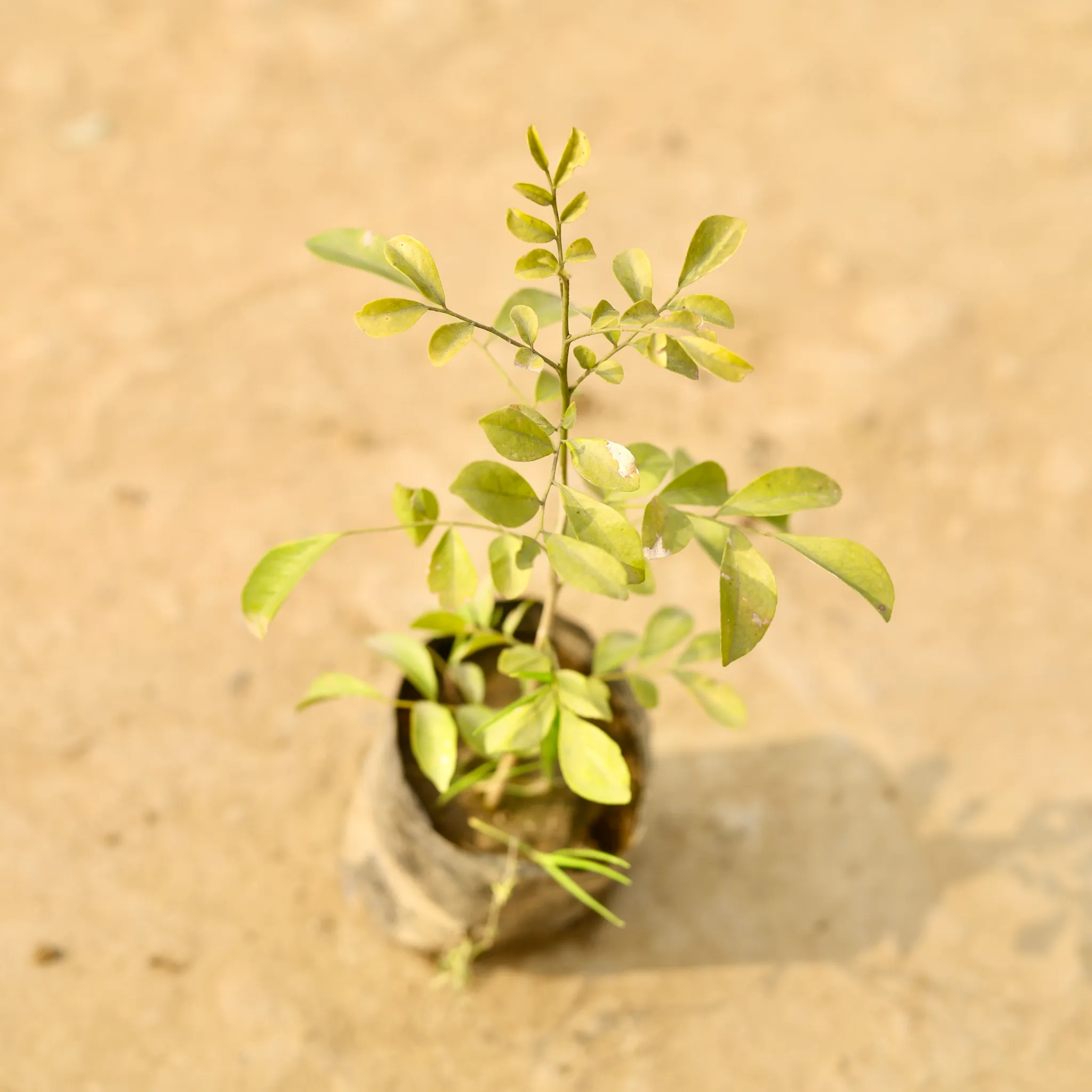 Murraya / Madhu Kamini (any colour) in 4 Inch Nursery Bag