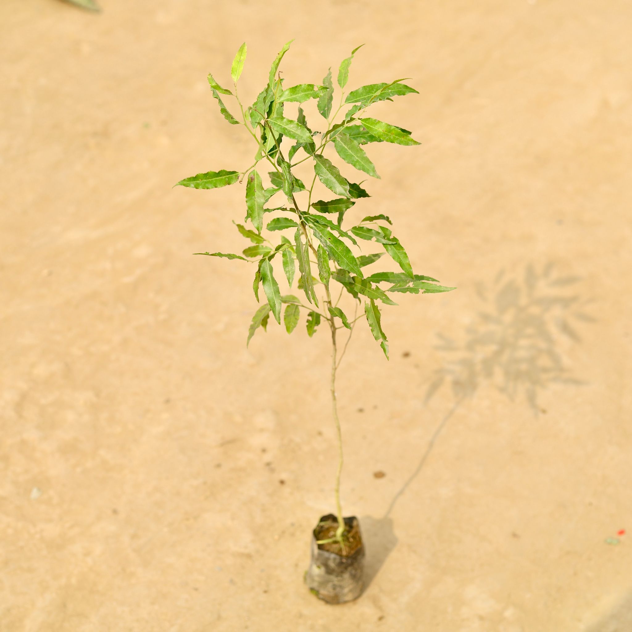 Putranjiva in 4 Inch Nursery Bag