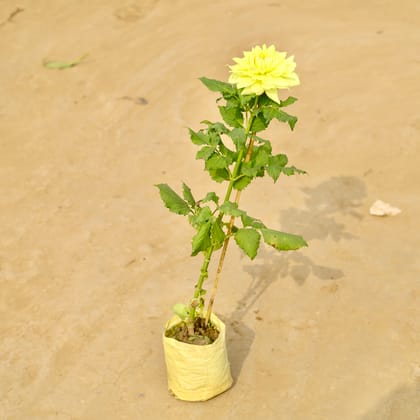 Buy Dahlia (any colour) in 4 Inch Nursery Bag Online | Urvann.com