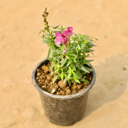 Buy Antirrhinum Majus (Snapdragon) /�Dog Flower (any colour) in 6 Inch Nursery Pot Online | Urvann.com