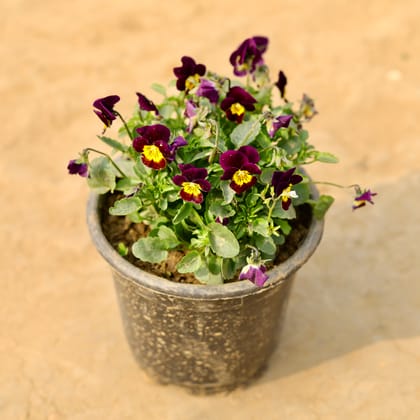 Buy Pansy Viola (any colour) in 6 Inch Nursery Pot Online | Urvann.com