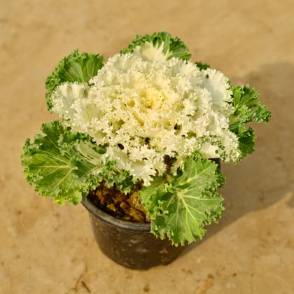 Buy Kale Green White in 6 Inch Nursery Pot Online | Urvann.com