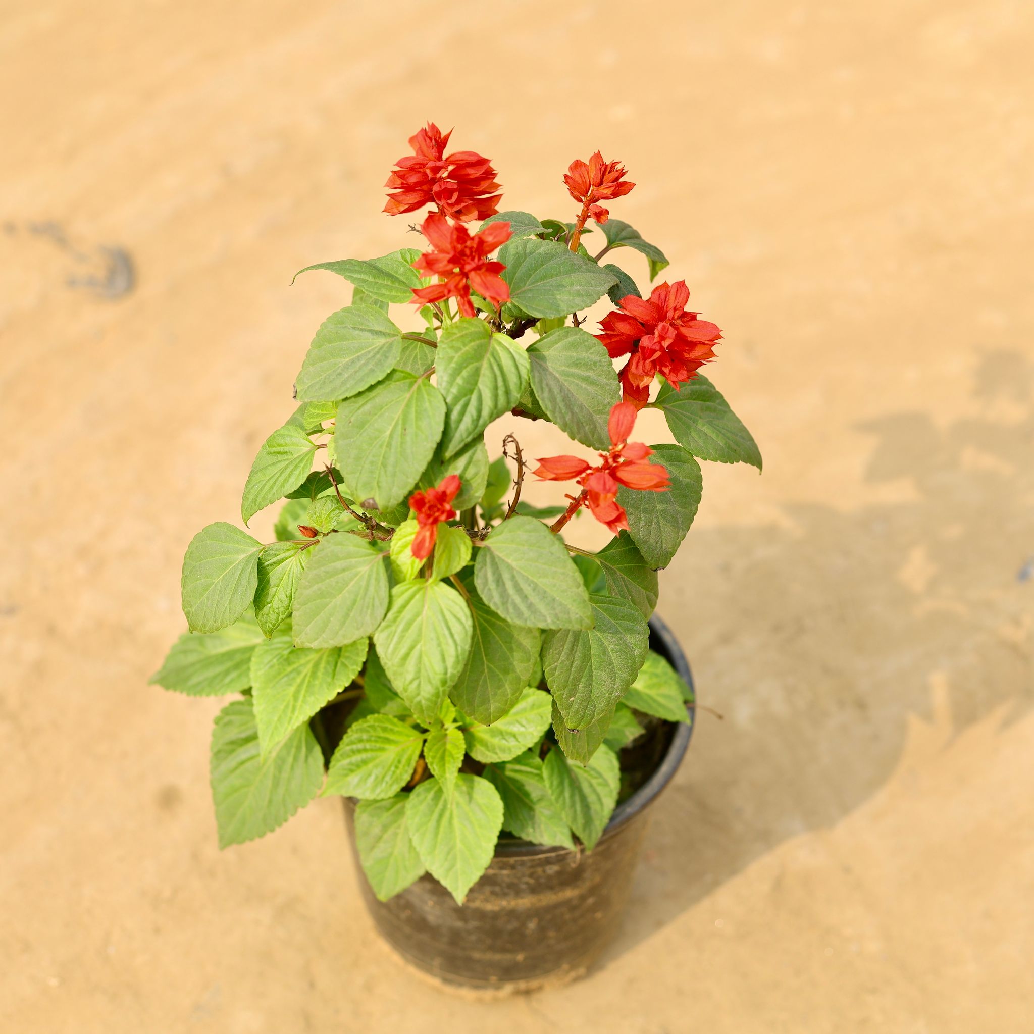 Salvia Red in 5 Inch Nursery Pot