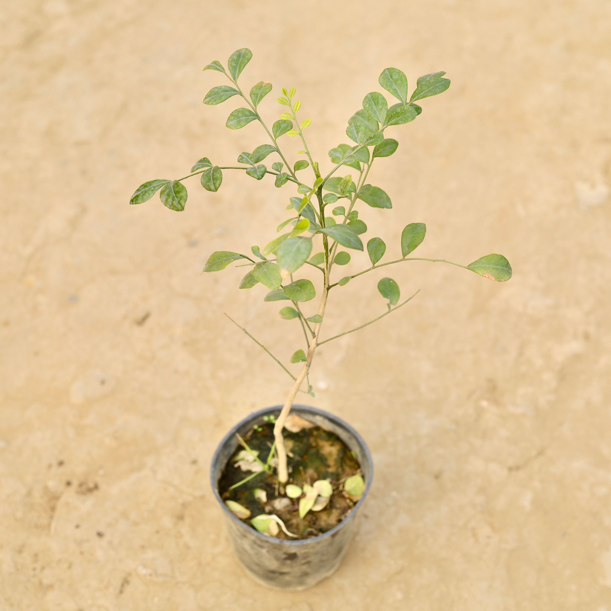 Murraya / Madhu Kamini Desi (any colour) in 4 Inch Nursery Pot