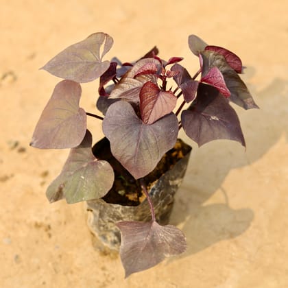 Buy Sweet Potato Vine / Ipomoea batatas Red in 4 Inch Nursery Bag Online | Urvann.com