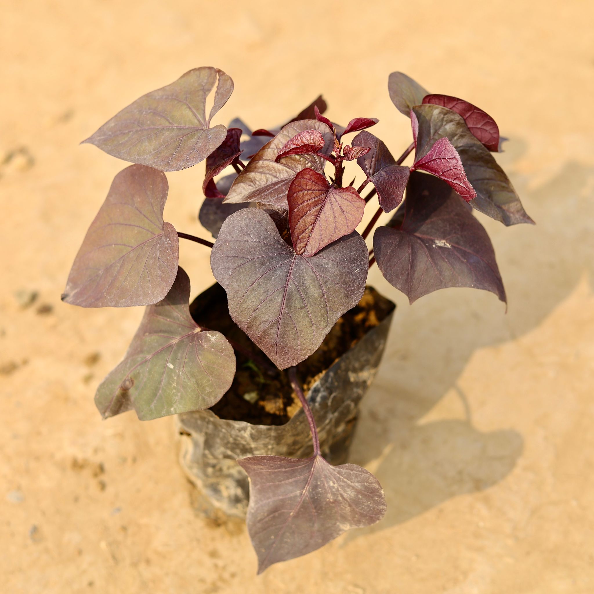Sweet Potato Vine / Ipomoea batatas Red in 4 Inch Nursery Bag