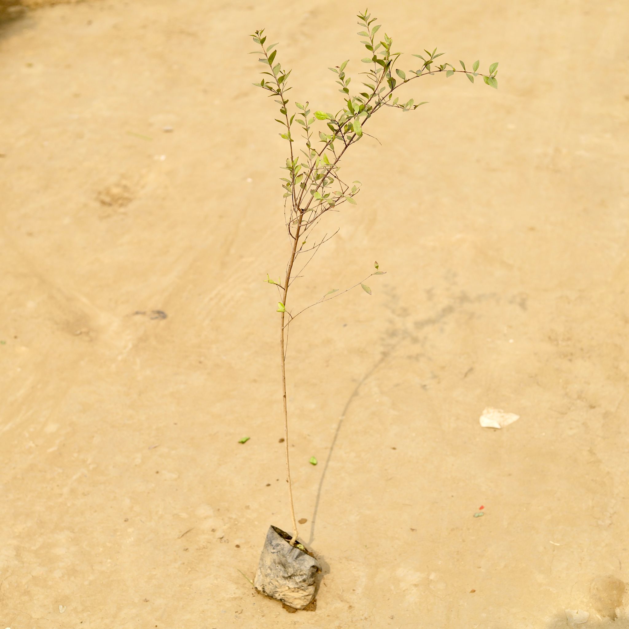 Mehndi / Henna Plant in 4 Inch Nursery Bag
