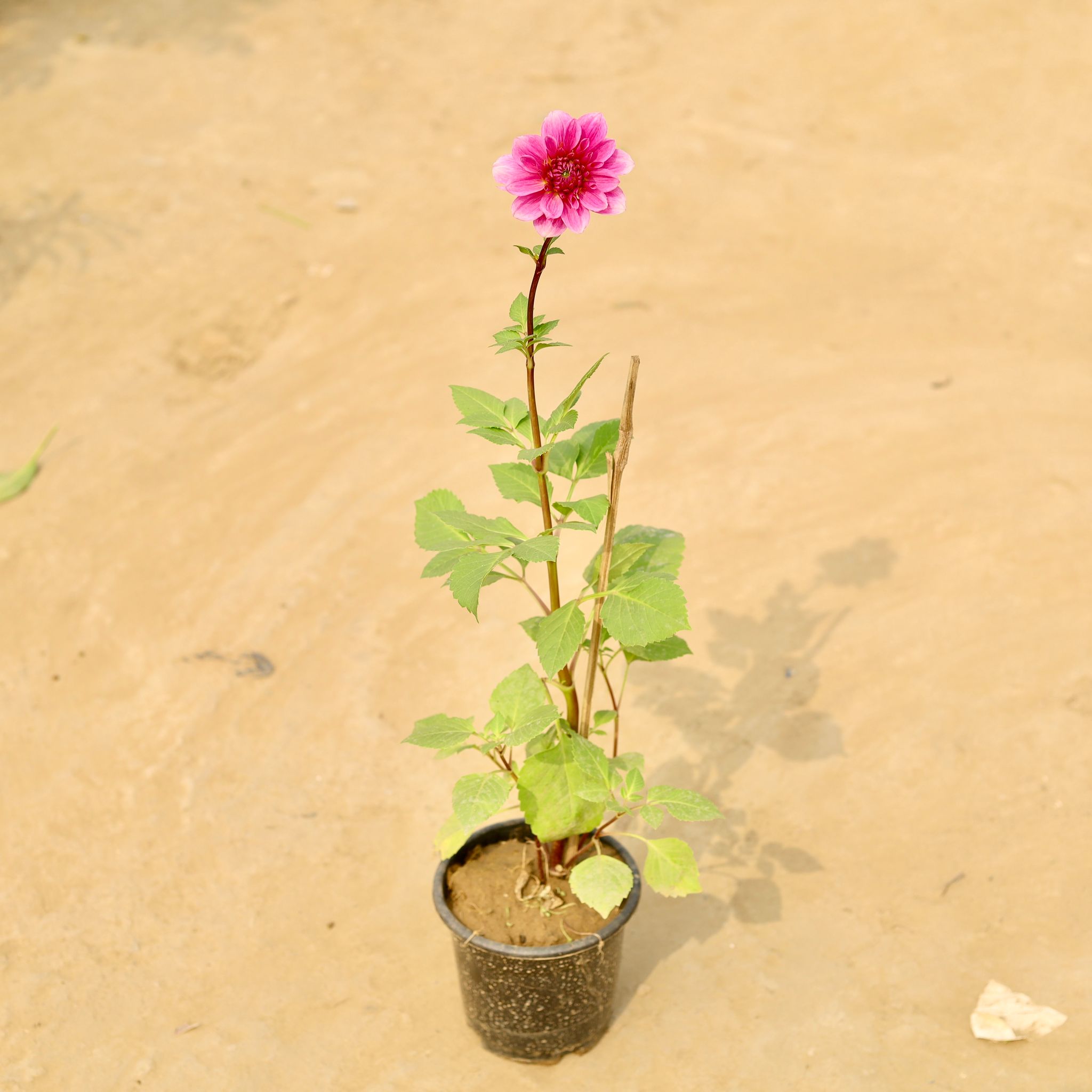 Dahlia (any colour) in 6 Inch Nursery Pot
