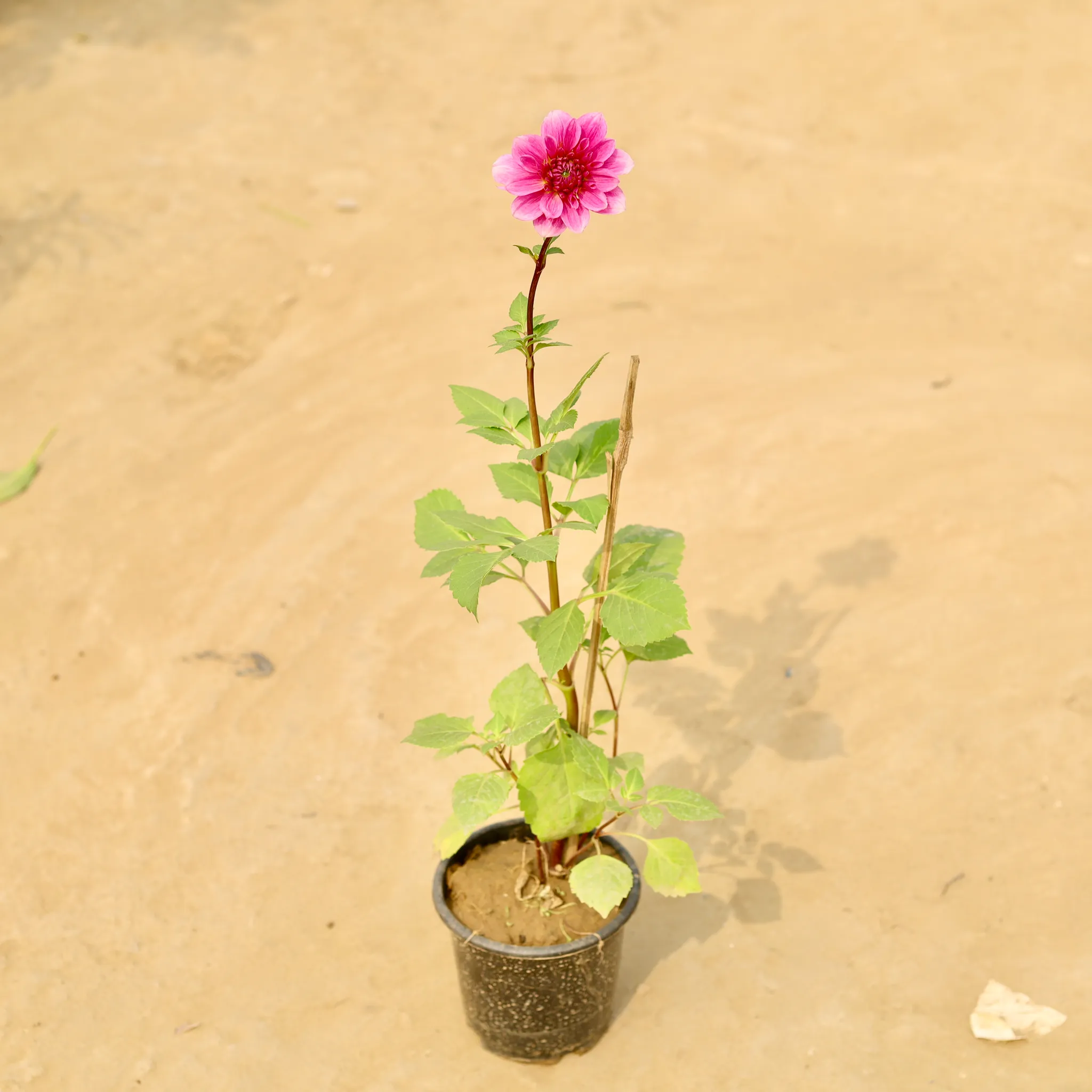 Dahlia (any colour) in 6 Inch Nursery Pot