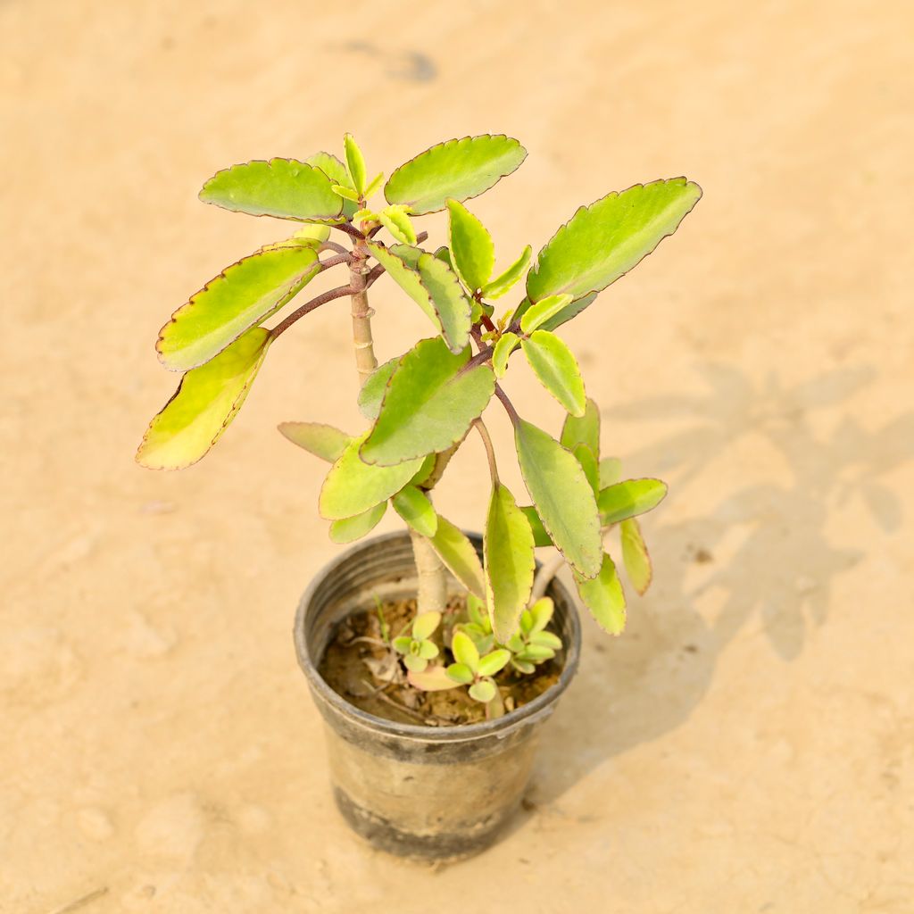 Buy Patharchatta in 6 Inch Nursery Pot Online | Urvann.com Patharchatta in 6 Inch Nursery Pot