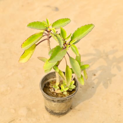 Buy Patharchatta in 6 Inch Nursery Pot Online | Urvann.com