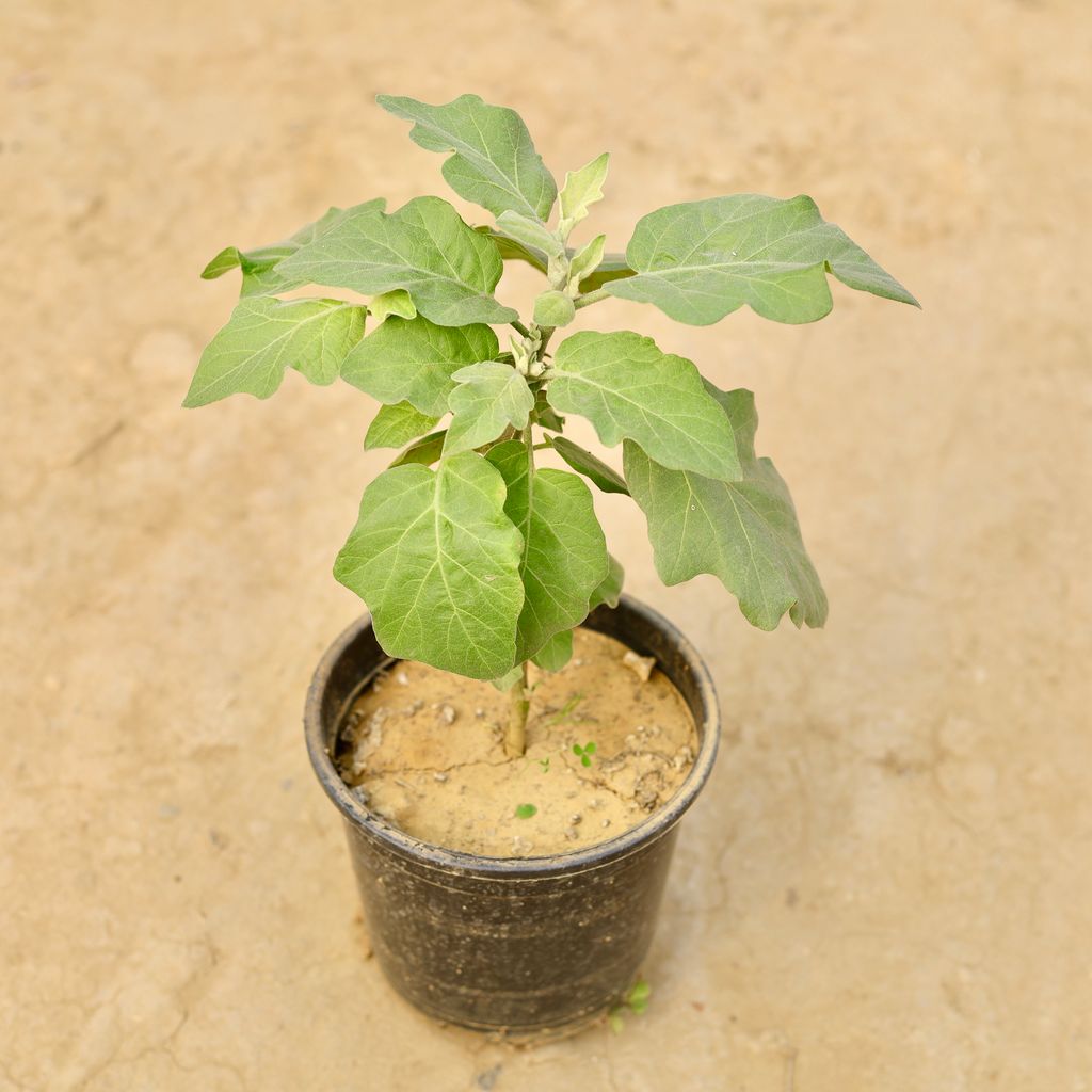 Brinjal / Baigan  in 6 Inch Nursery Pot