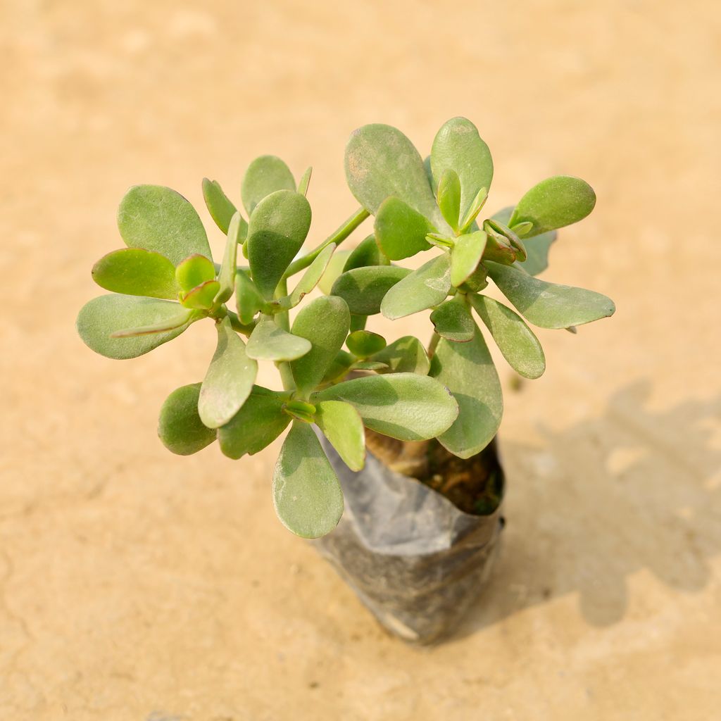 Buy Crassula Ovata in 4 Inch Nursery Bag Online | Urvann.com Crassula Ovata in 4 Inch Nursery Bag