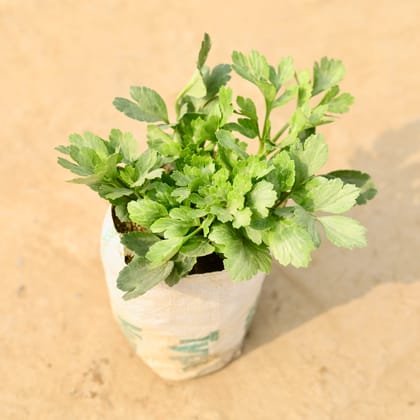 Buy Ranunculus / Buttercup (any colour) in 4 Inch Nursery Bag Online | Urvann.com