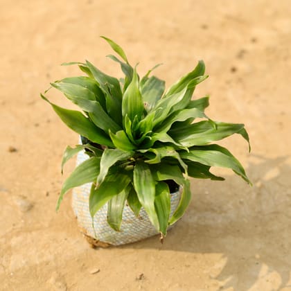 Buy Dracaena Compacta in 4 Inch Nursery Bag Online | Urvann.com