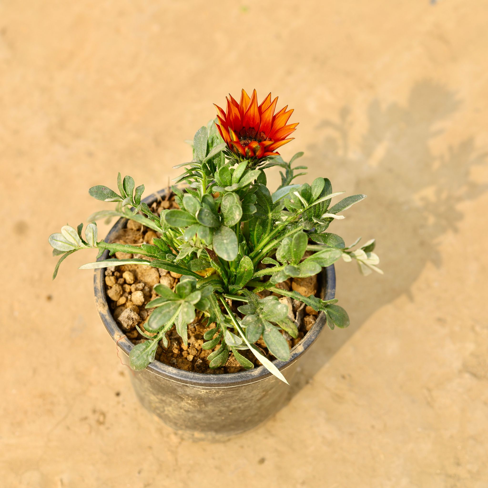 Gazania (any colour) in 6 Inch Nursery Pot