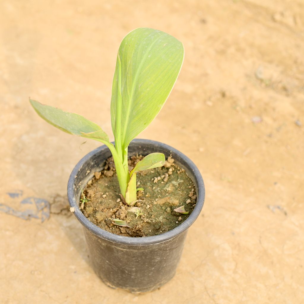 Canna Lily (any colour) in 8 Inch Nursery Pot