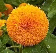Sunflower Teddy Seeds - Excellent Germination