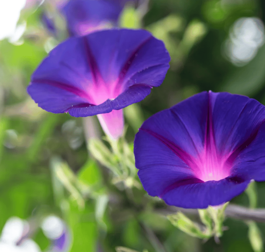 Ipomea Morning Glory Mixed Seeds - Excellent Germination Summer Seeds