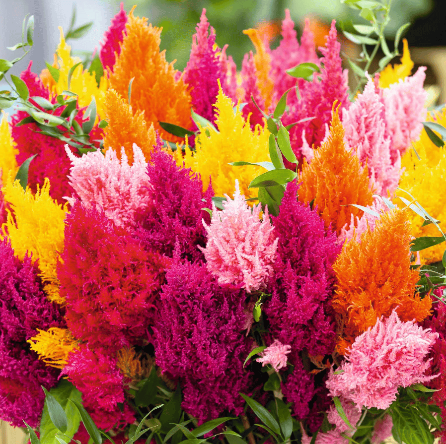 Celosia Mixed Seeds - Excellent Germination