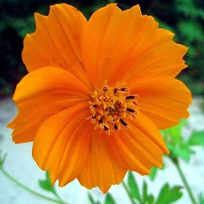 Buy Cosmos Orange Seeds - Excellent Germination Online | Urvann.com