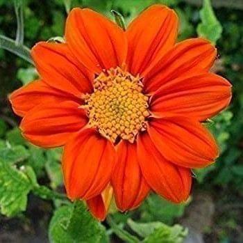 Tithonia Torch Red Flower Seeds - Excellent Germination