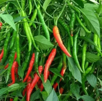 Buy Chilli / Mirchi Jawala Seeds - Excellent Germination Online | Urvann.com