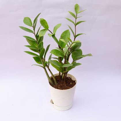 Buy Zz Green in 4 Inch White Florence Self Watering Pot Online | Urvann.com
