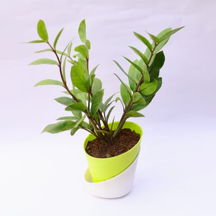 Buy Zz Green in 4 Inch Leafy Green Dublin Self Watering Pot Online | Urvann.com