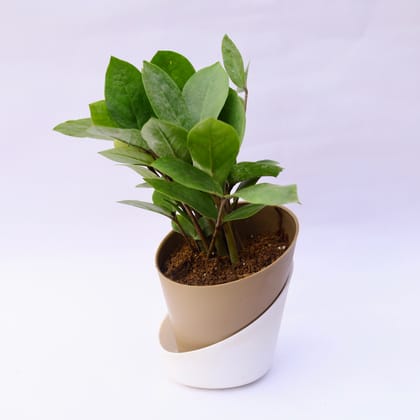 Buy Zz Green in 4 Inch Earthy Brown Dublin Self Watering Pot Online | Urvann.com