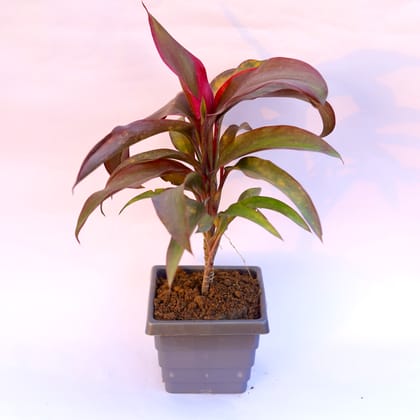 Buy Dracaena Rosea in 6 Inch Grey Premium Orchid Square Plastic Pot Online | Urvann.com