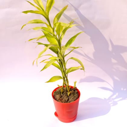 Buy Lucky Bamboo Golden in 4 Inch Red Florence Self Watering Pot Online | Urvann.com