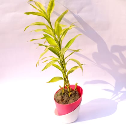Buy Lucky Bamboo Golden in 4 Inch Daisy Pink Dublin Self Watering Pot Online | Urvann.com