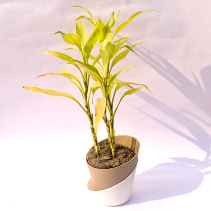 Buy Lucky Bamboo Golden in 4 Inch Earthy Brown Dublin Self Watering Pot Online | Urvann.com