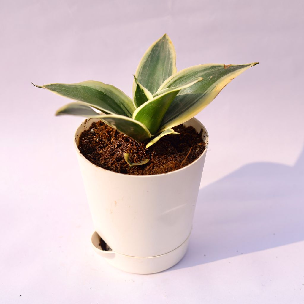 Snake Dwarf Yellow in 4 Inch White Florence Self Watering Pot