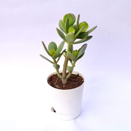 Buy Crassula Ovata Jade in 4 Inch White Florence Self Watering Pot Online | Urvann.com