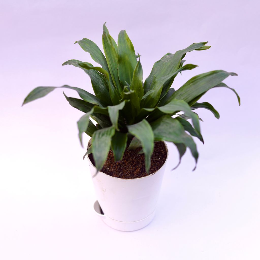 Dracaena compacta in 4 Inch White Florence Self Watering Pot