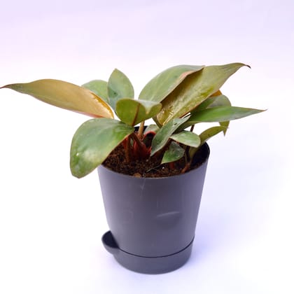 Buy Philodendron Red in 4 Inch Black Florence Self Watering Pot Online | Urvann.com