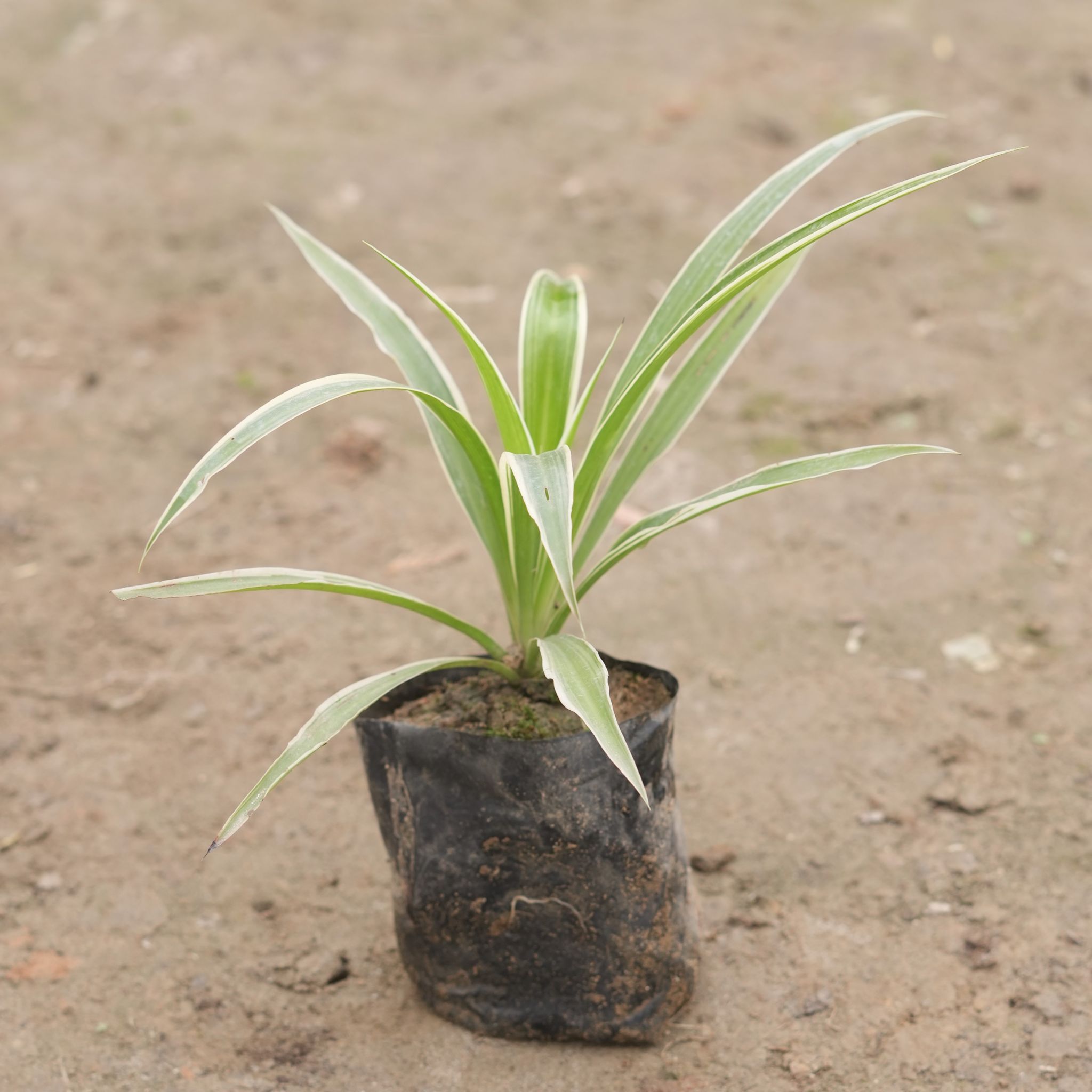 Spider in 4 Inch Nursery Bag