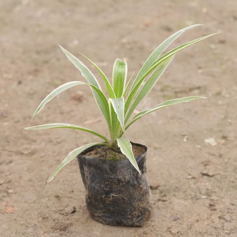 Spider in 4 Inch Nursery Bag