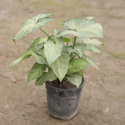 Buy Syngonium Green Variegated in 6 Inch Nursery Pot Online | Urvann.com