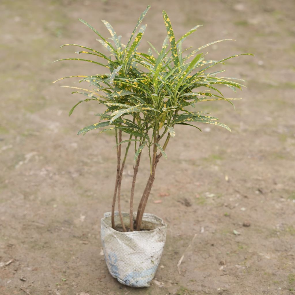 Buy Chironji Croton in 4 Inch Nursery Bag Online | Urvann.com Chironji Croton in 4 Inch Nursery Bag