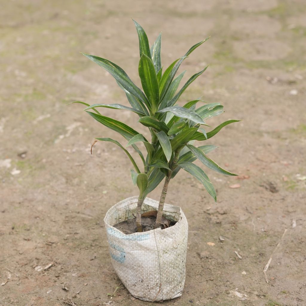 Buy Dracaena Messenger in 4 Inch Nursery Bag Online | Urvann.com Dracaena Messenger in 4 Inch Nursery Bag