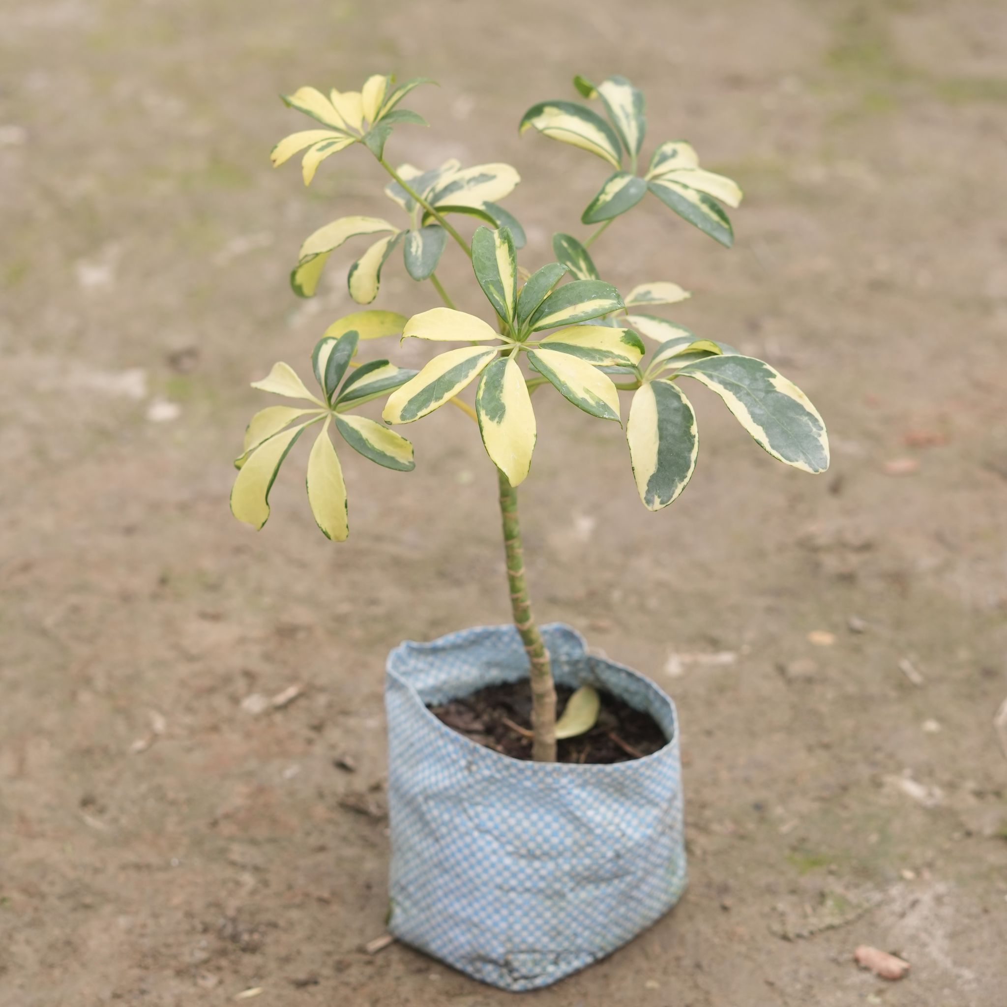 Schefflera Variegated in 4 Inch Nursery Bag