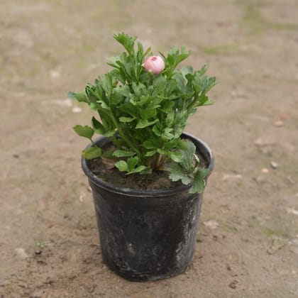 Buy Ranunculus / Buttercup Pink in 8 Inch Nursery Pot Online | Urvann.com