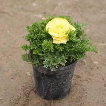 Buy Ranunculus / Buttercup Yellow in 8 Inch Nursery Pot Online | Urvann.com