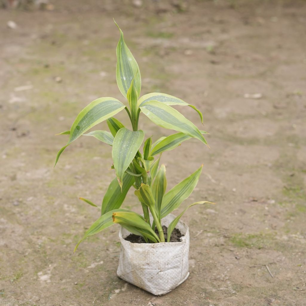 Buy Lucky Bamboo in 4 Inch Nursery Bag Online | Urvann.com Lucky Bamboo in 4 Inch Nursery Bag
